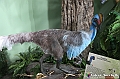 VBS_0922 - Dinosauri. Terra dei giganti